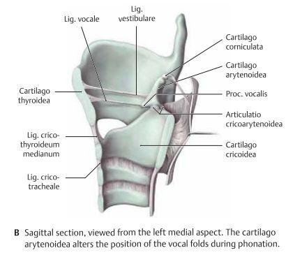 Larynx Larynx är viktig för att producera ljud. Den förbinder med pharynx superiort och inferiort så har den förbindelser med trachea. Larynx ligger anteriort om C3-C6.