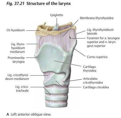 Cartilago cricoidea(ringbrosket): Bildar en komplett ring, superiort ledar den mot cartilago thyroidea och fäster inferiort till första trachealringen.