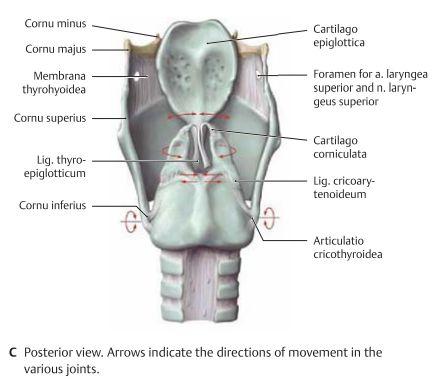 Membran/ligament i larynx (se bilder ovan) Membrana thyrohyoidea Lig. cricotracheale Lig. vestibulare: När det täcks av mukosa kallas det för plica vestibularis (falska stämband. Lig. cricothyroidea medianum: Mellan car.