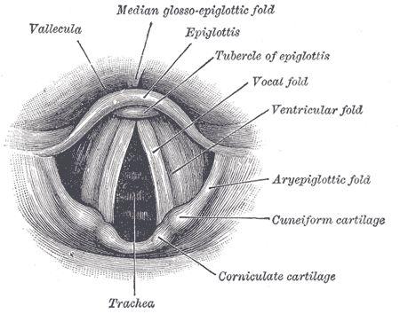 Rima glottidis är öppningen mellan de två stämbanden. Ljudet uppstår när luften strömmar igenom hålrummet i larynx mellan de båda stämbanden.