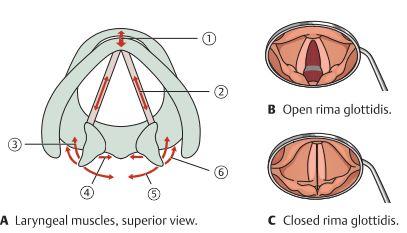 Innervation av larynx Innerveringen av larynx kommer ifrån grenar av N. vagus (CN X). Dessa två grenar är; N. Laryngeus superior grenar sig från N.vagus i ett tidigt skede. Den innerverar m.