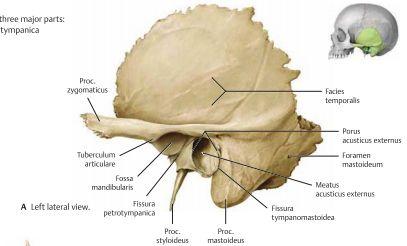 Skallens olika hål; - Foramen magnum: Här passerar förlängda märgen, n. Accesorius (CN XI), a. vertebralis, a. spinalis ant. et pos.