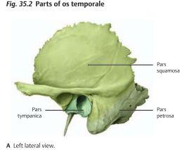 - Foramen stylomastoideum: Utgör slutet av canalis facialis så här löper N. facialis ut. - Canalis caroticus: A. carotis interna tar sig in i skallen. - Foramen spinosum: Här går a. och v.