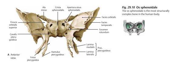 - Os sphenoidale: Utgör bakre delen av ögonhålan.