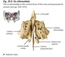 - Os ethmoidale: En del av främre skallen, mediala delen av orbit