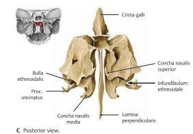 Viscerokranium - Maxilla: Övre käken, golvet i orbit och del av