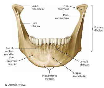 - Concha nasalis inferior: Utgör den inferiora delen av näshålan. Parvis. Suturer i skallen - benen växer ihop i fibrösa leder som kallas för suturer.