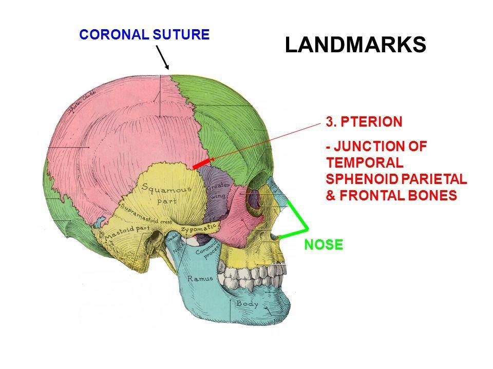 Calvaria är taket av neurocranium och de ben som bildar calvaria är de platta benen os frontale, os parietale och os occipitale.