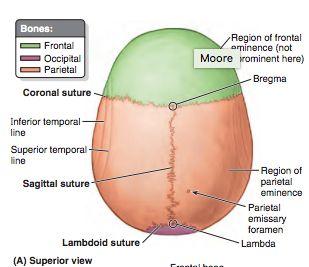 Diploe är spongiöst ben innehållande diploe vener. Dessa dränerar blod till durala sinus(t.