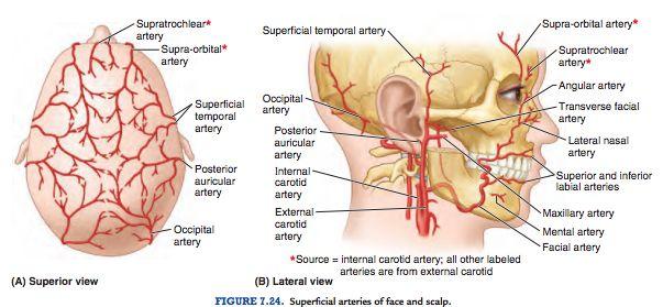 A. meningea media är en viktig gren från a.maxillaris som kommer löpa i fossa infratemporale och tar sig in i foramen spinosum för att försörja dura mater.