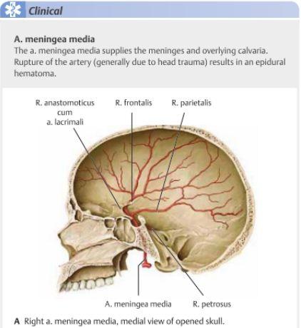 facialis som dränerar det mesta för att sedan ansluta till v. jugularis interna. För att förenkla det venösa dränaget i ansiktet kan man se det som sådan: v.