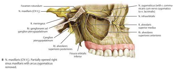 N. mandibularis (CN V 3 ): Innehåller både sensoriska och motoriska funktioner. Passerar foramen ovale för att ta sig till foramen infratemporalis. Distribuerar motoriska nerver till gl.