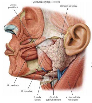 Salivkörtlar Glandula parotis: Våran största salivkörtel som ligger anteriort om örat, lateralt på ansiktet. En del av körteln ligger anteriort om m. masseter. Körteln innerveras av N.