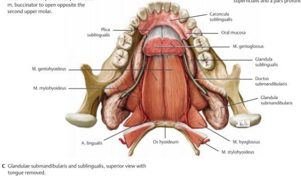 Glandula sublingualis : Ligger djupt om mukosan i munbotten och utsöndrar saliv från flera små papiller som kallas för plica sublingualis. Innervationen sker även den via chorda tympani från N.
