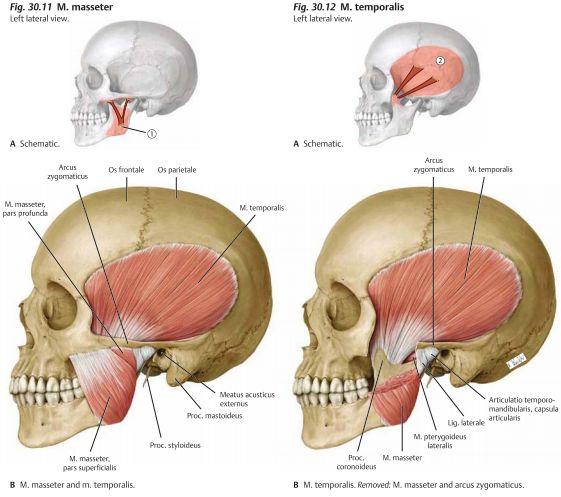 Tuggmusklerna: Det är 4 muskler som vi ska känna till och alla innerveras av N. mandibularis som är en gren av N. facialis. Muskel Ursprung Fäste Innervation Funktion M.
