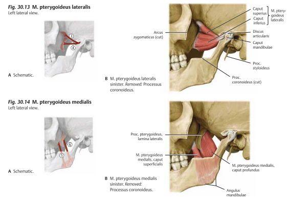Muskel Ursprung Fäste Innervation Funktion M. pterygoideus lateralis Pars superior: Crista infratemporalis ossis sphenoidalis Pars inferior: Lamina lateralis av proc.