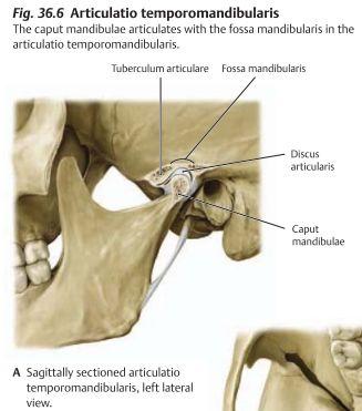 Käkleden - Articulatio temperomandibularis ser till att mandibula är fäst till skallen genom att os temporale och os mandibula bildar en