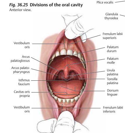 Munhålan, Cavum oris är belägen inferiort om näshålan och anteriort om pharynx.