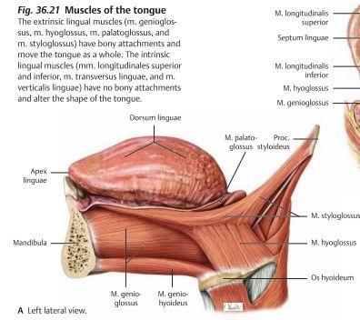 genioglossus: Drar tungan fram M. hyoglossus: Drar tungan lite ner och lite bak. M. palatoglossus: Lyfter bakre delen av tungan.