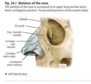 Näshålan - Cavitas Nasi Näshålan är belägen mellan ögonhålan och sinus maxillaris samt ovanför munhålan. Näsan har en yttre del samt två näshålor som separeras av ett nässeptum.