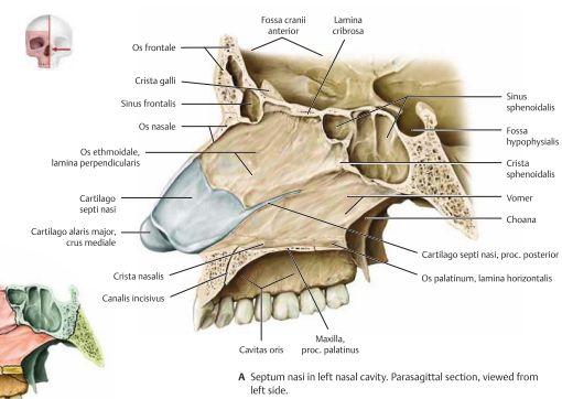 Posteriort så har vi os frontale, os nasale samt os maxillare som bildar roten eller näsbryggan.