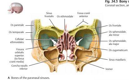 Sinus sphenoidalis: Ett hålrum inom os sphenoidale som ligger mellan höger och vänster sinus cavernosus. Dränerar in i recessus sphenoethmoidalis som ligger superiort om chocnhae nasalis superior.
