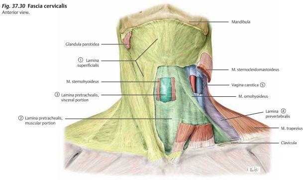 Bindvävshinnor i nacken Bindvävshinnan(fascia cervicalis) delas in i följande: Fascia investiens/lamina superficialis (gul i bilden) är ett tunt muskulärt lager och är det ytligaste.