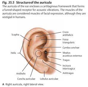 Örat Örat delas upp i tre delar; yttre-, mellan- och innerörat. Ytterörat samlar och transporterar ljud.