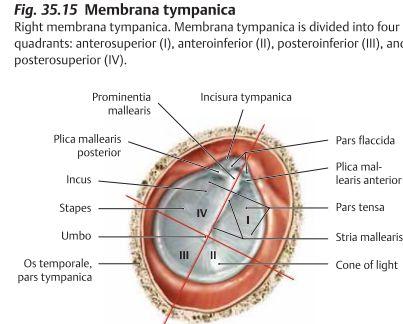 Membrana tympanica är en tunn genomskinlig hinna som delar upp ytterörat och mellanörat. Utåt sett finns det hud som skyddar trumhinnan medan det på insidan finns en slemhinna.