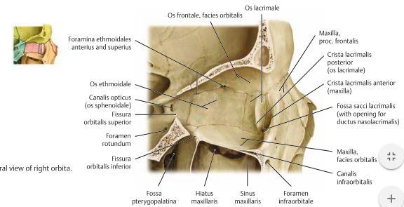 Os frontale formar taket och os maxillare formar golvet. Den mediala väggen består av os lacrimale, os nasale och os ethmoidale medan den laterala väggen består av os zygomaticum och os sphenoidale.