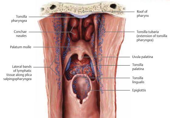 Tonsiller är lymfatisk vävnad i pharynx som tillsammans bildar en inkomplett ring som kallas för Waldeyers ring(anulus lymphoideus pharyngis) som man hittar i den superiora delen av pharynx.