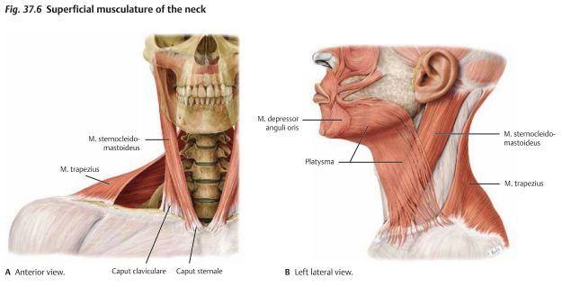 Muskler i nacken Det finns tre ytliga muskler i nacken, dessa är platysma, m.sternocleidomastoideus samt m. trapezius.