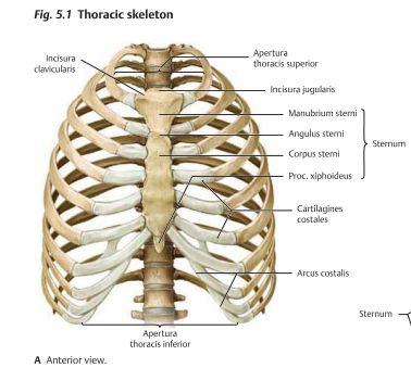 Thorax - Anatomi Thorax delas in i två laterala compartmens, ett område där vi har lungorna och pleura samt ett annat centralt område, mediastinum, där vi har hjärtat, perikardiet, trachea, bronker,