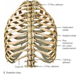 Det thorakala skelettet skyddar thoraxorganen och blir en fästningsplats för de övre extremiteterna. Thoraxskelettet består av sternum, 12 par revben samt 12 ryggkotor.