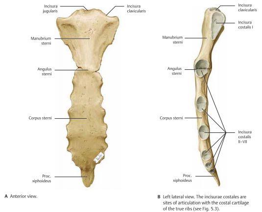 Revbenen är 12 till antalet och utgår från ryggkotorna och går runt bröstkorgen nedåtlutande. Deras anteriora ände är ca 2-5 kotnivåer lägre än den posteriora änden, detta just p.g.a att revbenen lutas neråt.