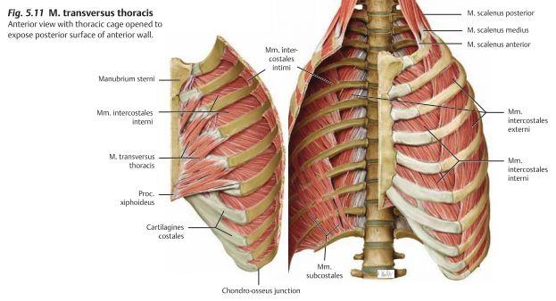 Muskler vid revbenen som täcker thorax är bl.a dessa tre som har sin huvudfunktion i rörelser med den övre extremiteten men dessa är även accesoriska inandningsmuskler. M. pectoralis major M.