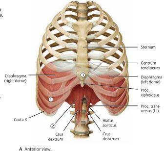 Diafragman är en muskel som skiljer på thorax och buken och är den generella muskeln vid andning. Diafragman utgör golvet i thorax, taket i buken samt en del av den bakre bukväggen.