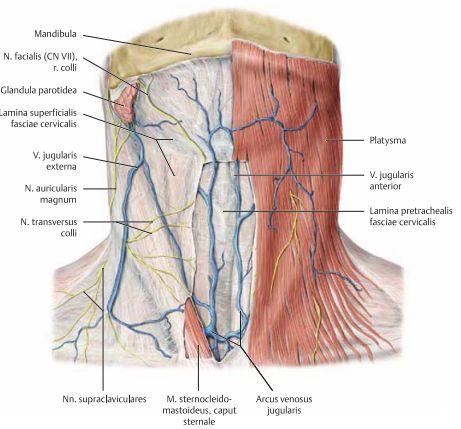 Platysma är en tunn muskel i underhuden av nacken. M. sternocleidomastoideus delar upp halsen i en anterior och lateral-region Trapezius hittar man på bakre laterala delen av halsen/nacken.