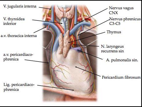 Mediastinum är området mellan höger och vänster lunga.
