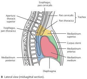 trachea, thymus samt nerver.