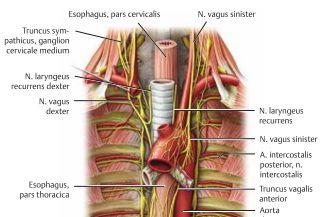 Den superiora delen innehåller thymus, v. brachiocephalica, v. cava superior,aorta ascendens, arcus aorta och dess avgreningar. Även n. Phrenicus och n. Vagus passerar här. N.