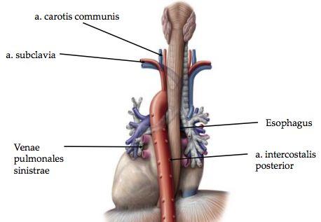 som kommer gå under arcus aortae för att därefter runda arcus aorta och återigen gå uppåt.