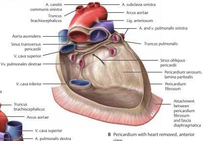 Pericardium är ett dubbelt fibröst membran som bildar en säck som omger hjärtat och dess stora kärl. Pericardiet består av två lager, ett yttre fibröst lager och ett inre seröst lager.