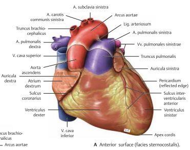 Hjärtat är konformad och har både basis cordis och apex cordis( hittas i nivå med femte