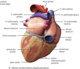 Vidare så delas hjärtat upp i två förmak(atrium) och två kamrar(ventriculus).
