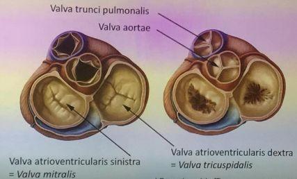 Hjärtväggen består av tre lager; Epicardium är ett tunt lager som byggs upp av lamina viscerale av pericardium serosum. Myokardium det tjockaste lagret i hjärtväggen, består av hjärtmuskler.