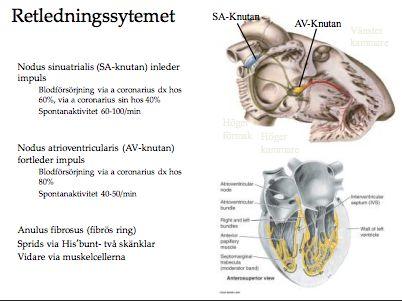 Hjärtljuden kan höras vid en punkt som kallas för punctum maximum, dessa hittas enligt följande.