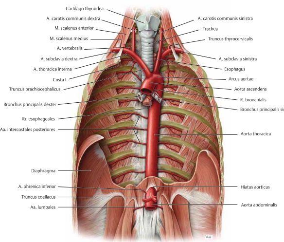 Aortan kommer efter att den gett ifrån sig a. coronaria dx et sin att bilda en båge som kallas arcus aorta. Därifrån kommer tre avgreningar att ges.