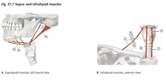 (proc. styloideus) VII) digastricus M. mylohyoideus Mandibula (linea mylohyoidea Os hyoideum N. mylohyoideus (från CN V 3 ) Hjälper till i tuggrörelser M. geniohyoideus Mandibula Os hyoideum R.