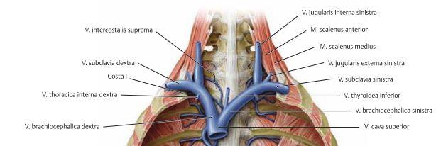 Azygos systemet dränerar vener i thoraxområdet samt anterolaterala abdominalväggen. V.